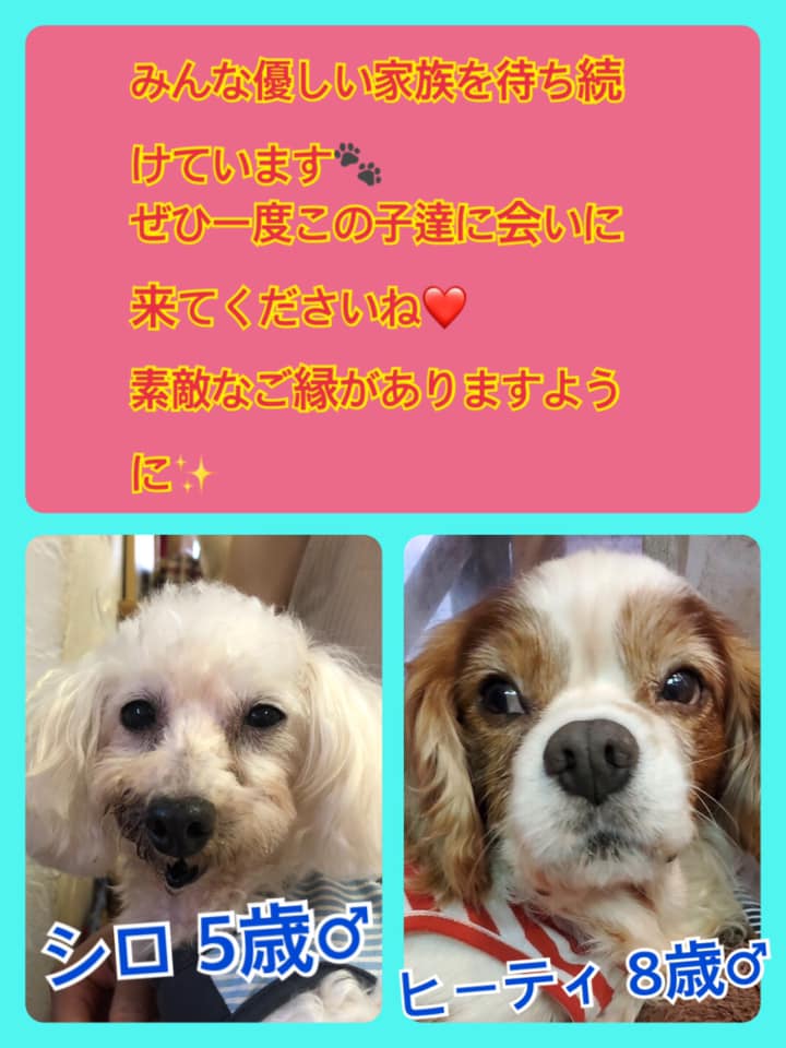 🐾今日の里親様募集中ワンコ🐶メンバーです🐾2020,8,18